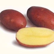 Картопля насіннева сорту Лабелла