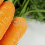 Морковь, оптом фото