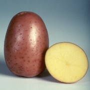 Картофель оптом фотография
