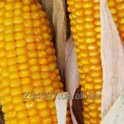 Семена кукурузы "АМАРОК"
