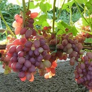 Виноград Анюта Grapes Anuta