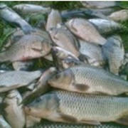 Речная рыба: карась, карп, толстолобик, белый амур фото