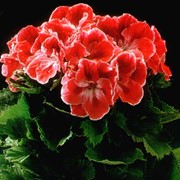 Пеларгония, комнатные цветы оптом фото