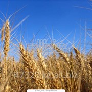 Пшеница мягкая, 3 класс, экспорт, предоплата, фото