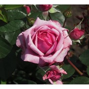 Саженцы однолетних роз Florajet фото