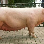 Живые свиньи беконных пород фото