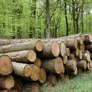 Выращивание строительного леса фото