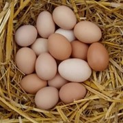 Яйцо куриное фотография