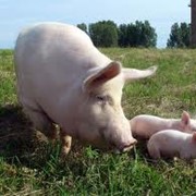 Полнорационные комбикорма, комбикорм для откорма свиней от производителя, Украина, Крым. фото