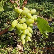 Саженцы винограда средних сортов, черенки винограда Венечный, саженцы винограда