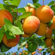 Саженцы абрикоса Винница Украина фотография