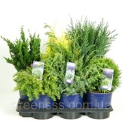 Хвойные микс -- Conifers mixed фотография