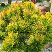 Сосна горная Винтерголд (Pinus mugo 'Wintergold') фото