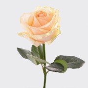 Розы продажа розница, опт мелкий,крупный фото