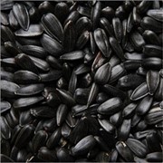 Calibrated sunflower Seeds фото
