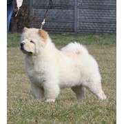 Щенки чау-чау - очаровательные дети фото