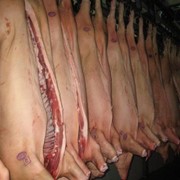 Мясо свинина полутуши фото