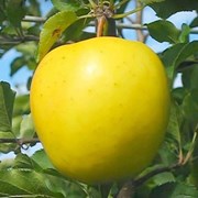Саженцы яблони “Голден Делишес“ ММ 106 фото