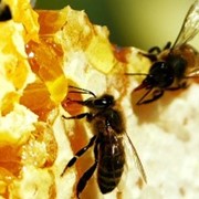 Мед оптом из лесного разнотравья