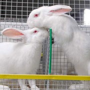 Маточное поголовье кролика. Племенные кролики фото