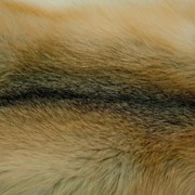 Лисица Golden Island Fox клеточная (Лиса Голден Айленд) фото