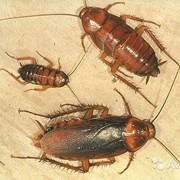 Уничтожение тараканов фотография