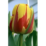 Тюльпаны Holland Queen к 8 марта фото
