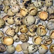 Яйца перепелиные пищевые, купить, Украина фото