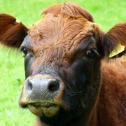 Улучшенная фитаза АвеМикс Р фото