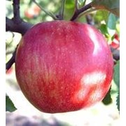 Саженцы яблони Джонаголд фотография