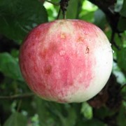 Саженцы яблонь SR 05-23 фото