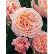 Саженцы роз “Романтические“ фото