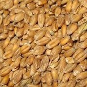 Пшеница луговая на экспорт фотография