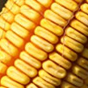 Гибрид кукурузы Яровец 243 МВ фото