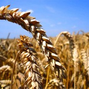 Озима пшениця Сорт Скаген фото