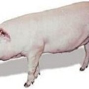 Свиньи селекционная программа свиней