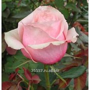 Роза toscanini фото