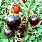 Семена томатов Блеве Р 20