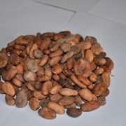 Какао-бобы, сорт “Криолло“ фото