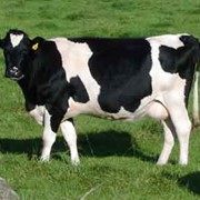 Молочные коровы выращивание