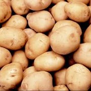 Картофель,картофель сортовой от производителя фотография