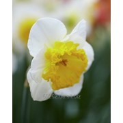 Narcissus Curly Нарцисс Керли 14-16 фото