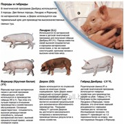 Гибриды и породы для производства молодняка свиней:Датский Ландрас (LL) , Датский Йоркшир , (YY = Крупная Белая), Датский Дюрок (DD)
