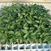 Выращивание и продажа кассетной рассады овощей - капуста, помидор, баклажан, перец (на 2014 год).