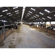 Коровник с беспривязным содержанием (Чехия). Проект составлен и реализован фирмой«Brunnthaller» фото