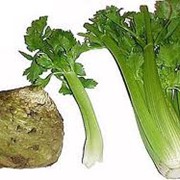 Сельдерей, овощи оптом фото