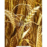 Семена яровой пшеницы Струна Мироновская оптом Украина фотография
