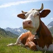 Комбикорм для молочных коров фото