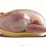 Тушка цыплят-бройлеров. фото