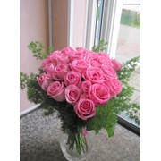 Розовые розы фотография